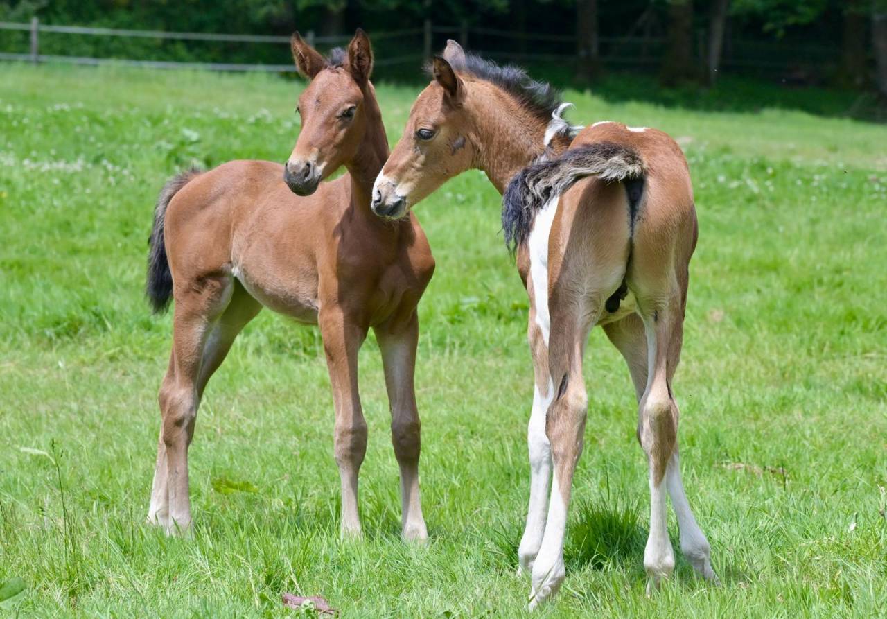 Potro Zangersheide En venta 2025 Pío