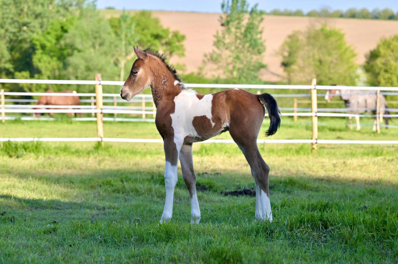 Potro Zangersheide En venta 2025 Pío