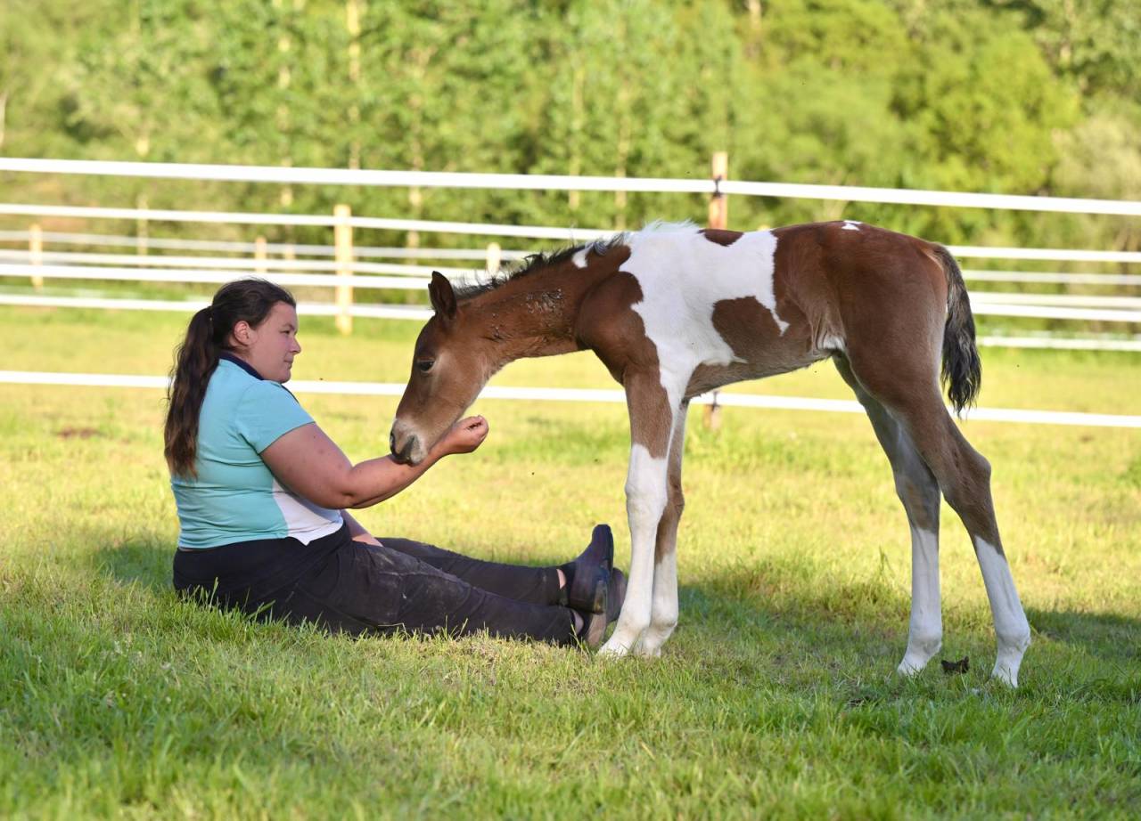 Potro Zangersheide En venta 2025 Pío
