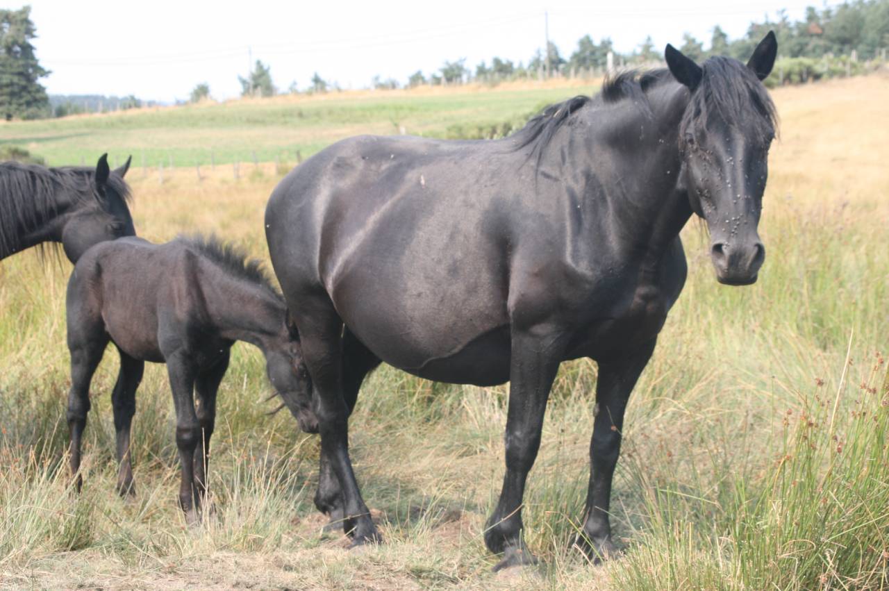 Yegua Mérens En venta 2019 Negro