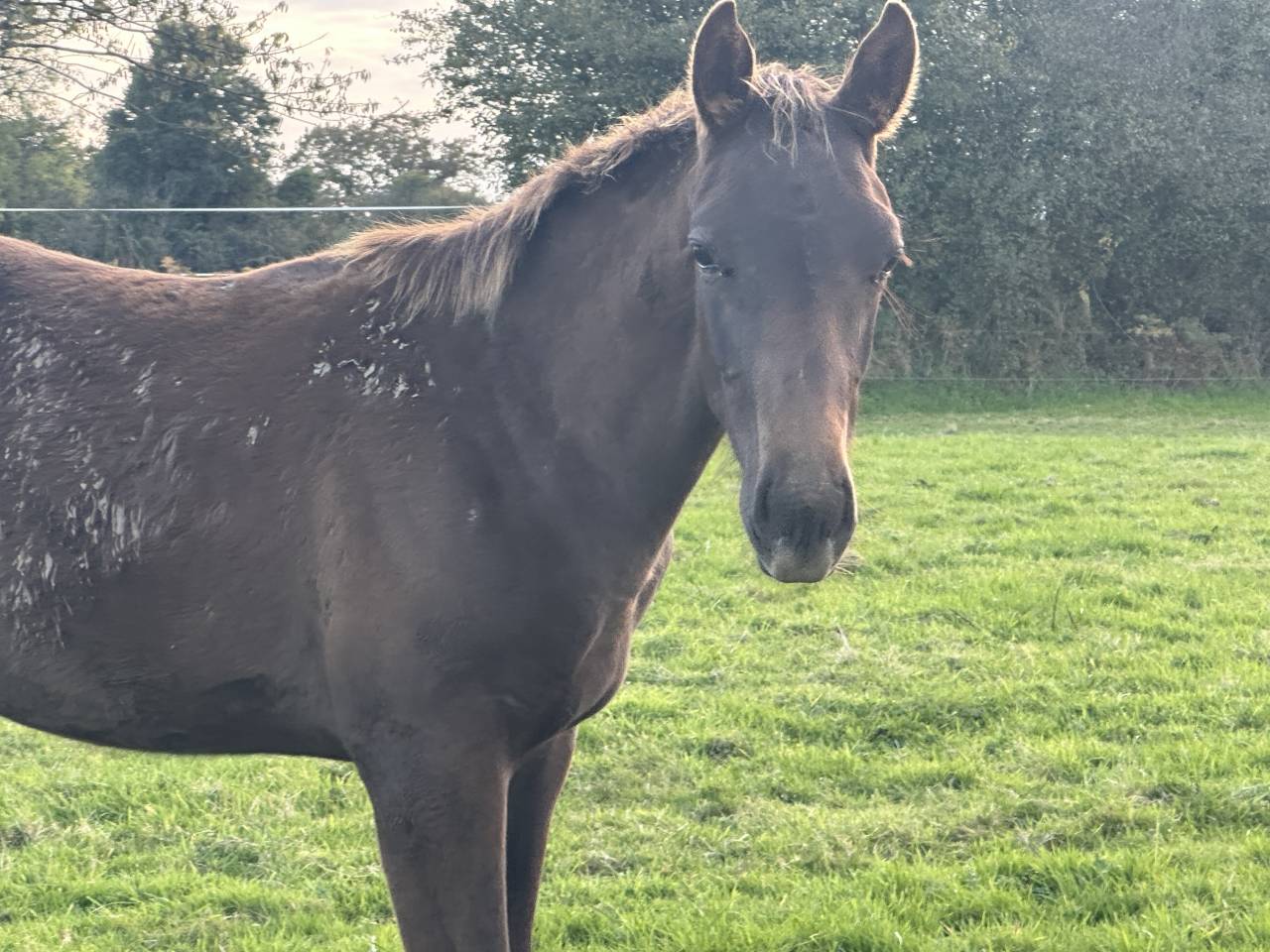 Caballo castrado Silla Francés En venta 2024 Alazán tostado