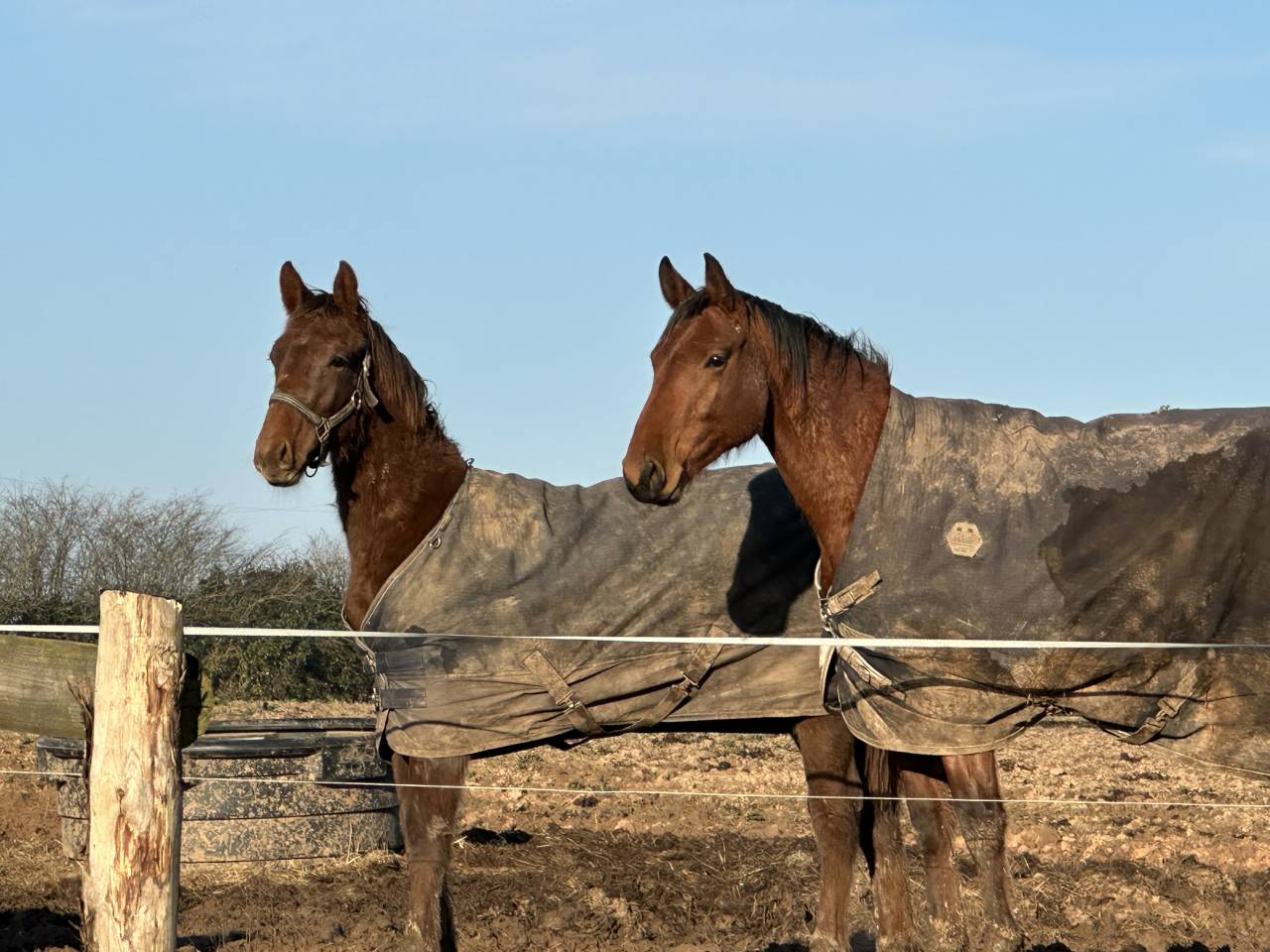 Caballo castrado Silla Francés En venta 2024 Alazán tostado