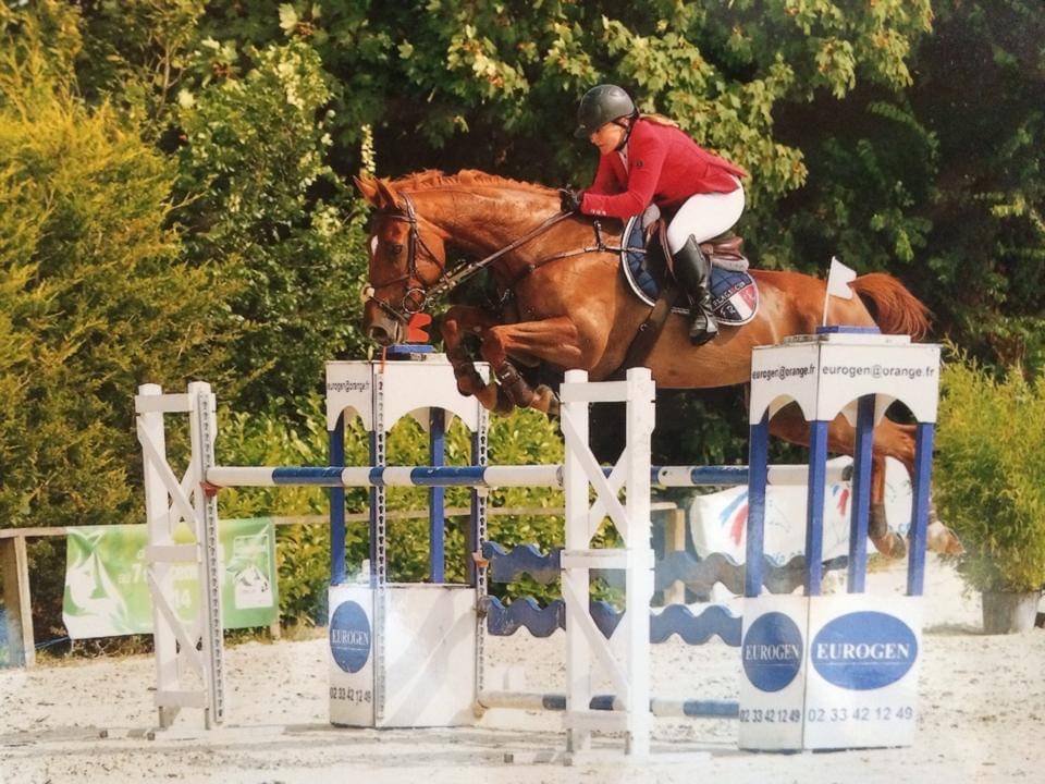 Caballo castrado Silla Francés En venta 2024 Alazán tostado