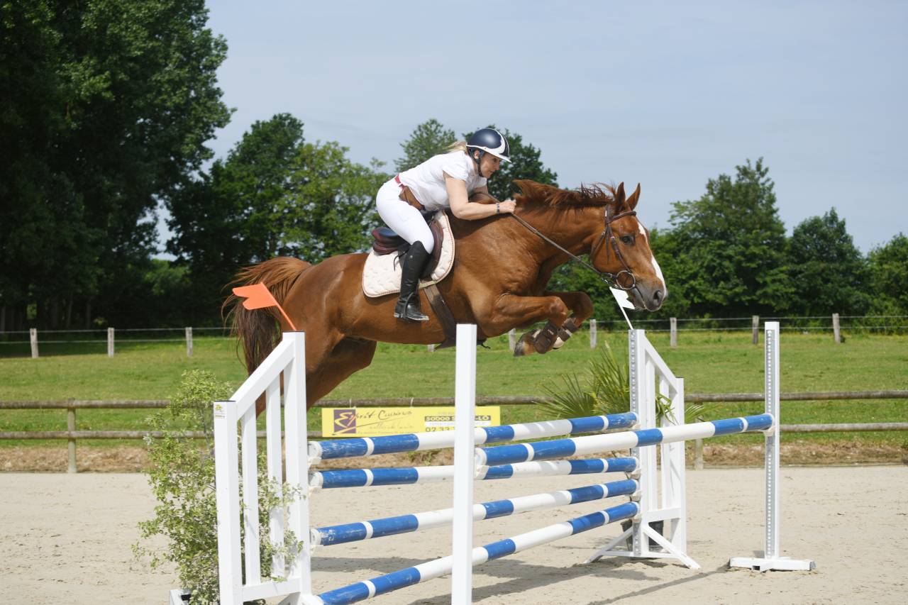 Caballo castrado Silla Francés En venta 2024 Alazán tostado