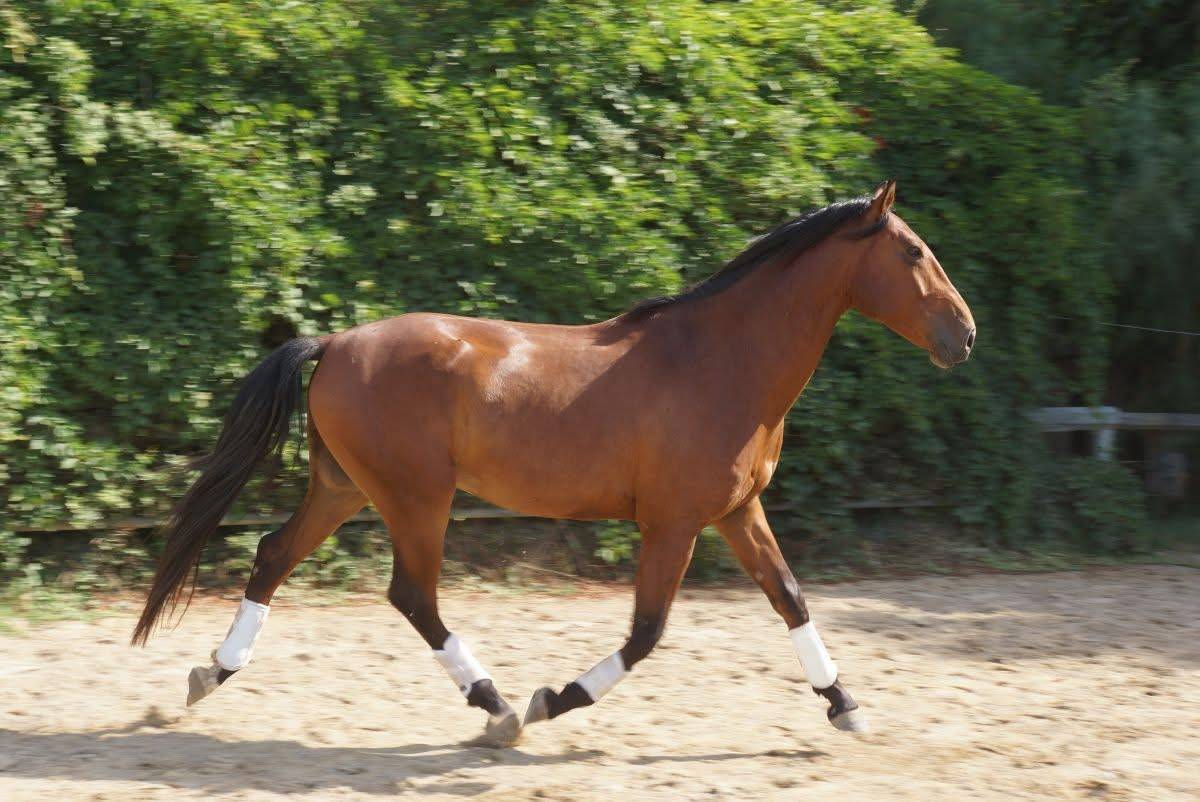 Caballo castrado Lusitano En venta 2021 Bayo por Xanjo AR