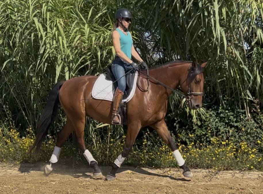 Caballo castrado Lusitano En venta 2021 Bayo por Xanjo AR