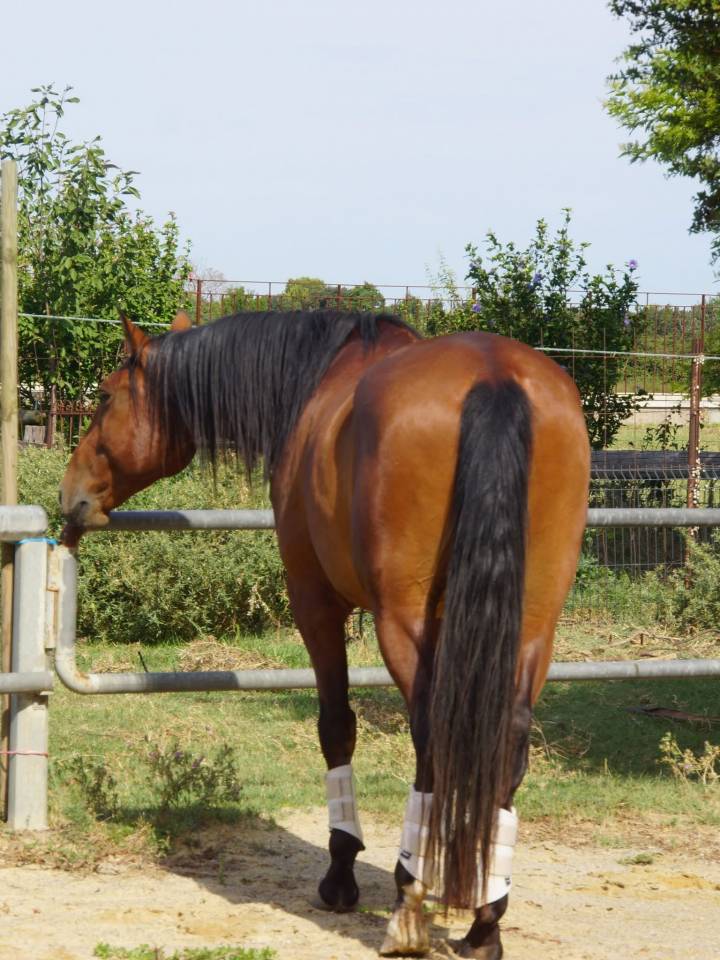 Caballo castrado Lusitano En venta 2021 Bayo por Xanjo AR