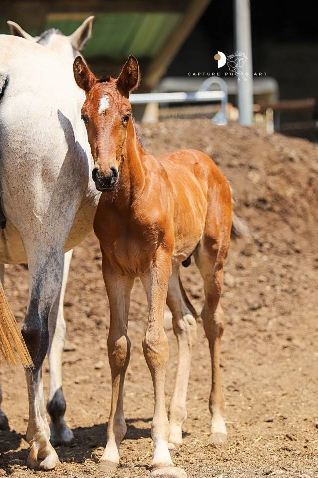 Potro Lusitano En venta 2025 Bayo por Berlioz