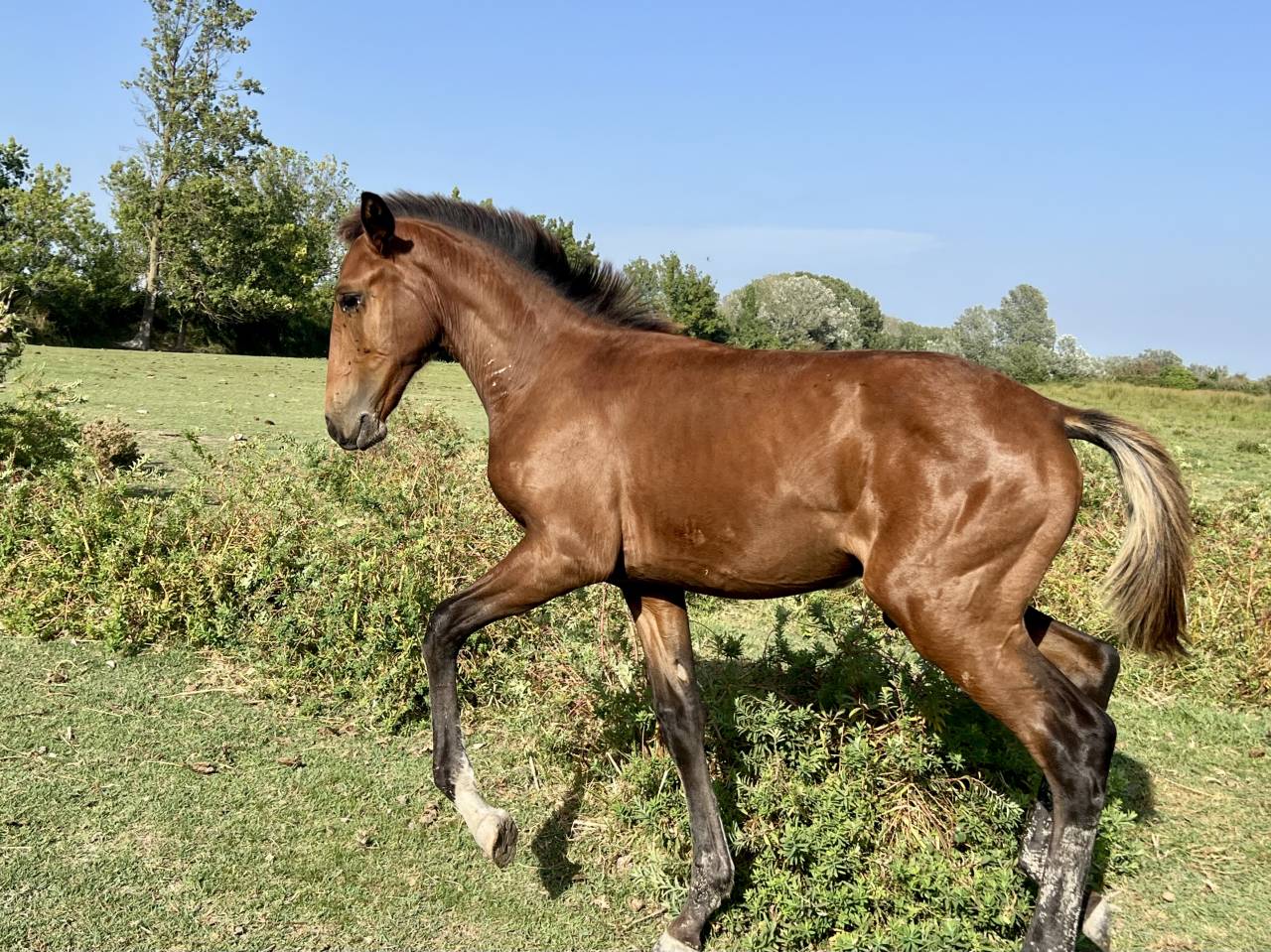 Potro Lusitano En venta 2025 Bayo por Berlioz
