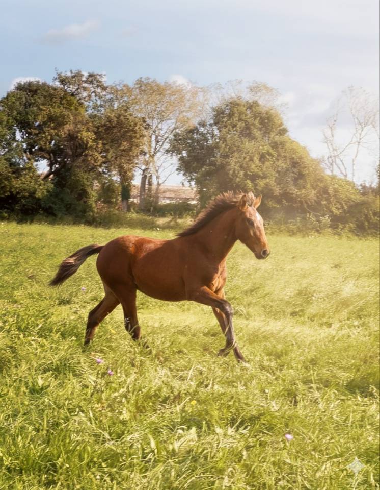Potro Lusitano En venta 2025 Bayo por Berlioz