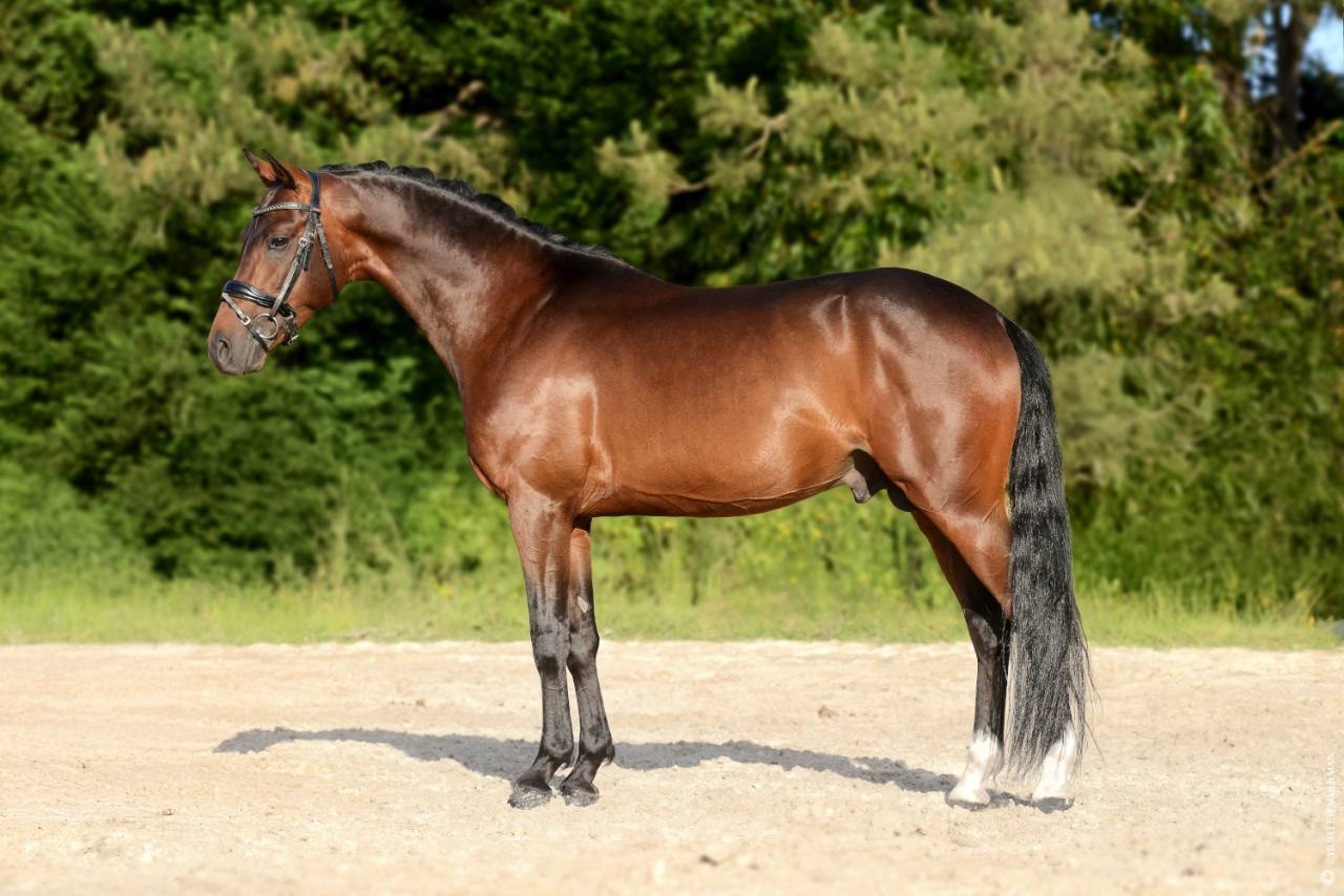 Semental PFS Poni Françés de Silla En venta 2020 Bayo por COCKNEY CRACKER (DRP)