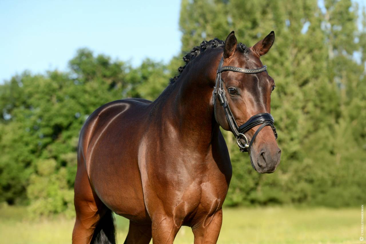 Semental PFS Poni Françés de Silla En venta 2020 Bayo por COCKNEY CRACKER (DRP)