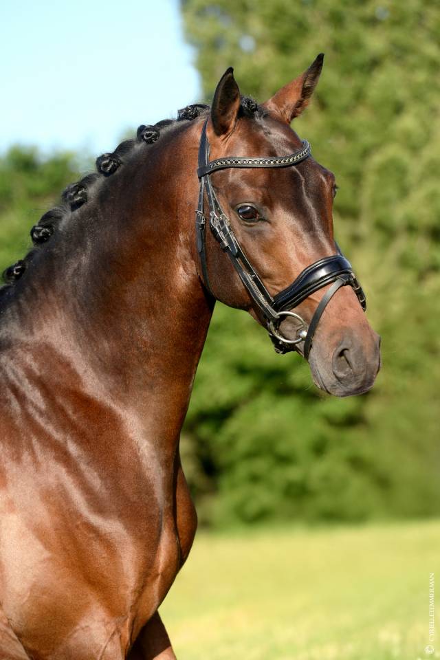 Semental PFS Poni Françés de Silla En venta 2020 Bayo por COCKNEY CRACKER (DRP)