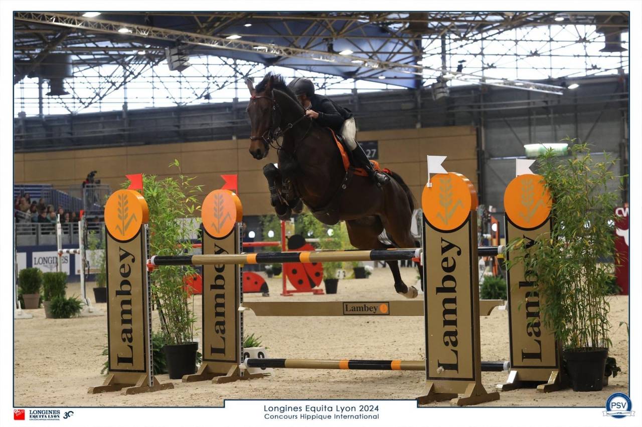 Yegua Oldenburgués En venta 2017 Bayo