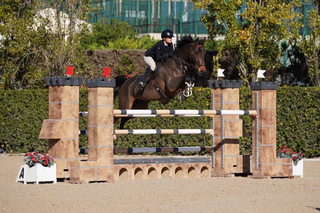 Yegua Oldenburgués En venta 2017 Bayo