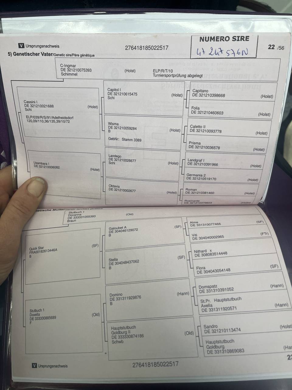 Yegua Oldenburgués En venta 2017 Bayo