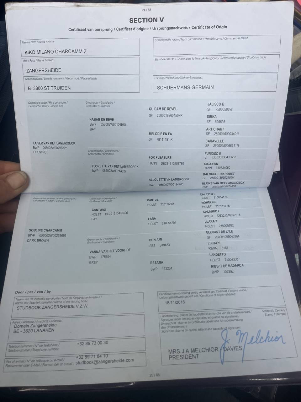 Caballo castrado Zangersheide En venta 2016 Bayo moreno