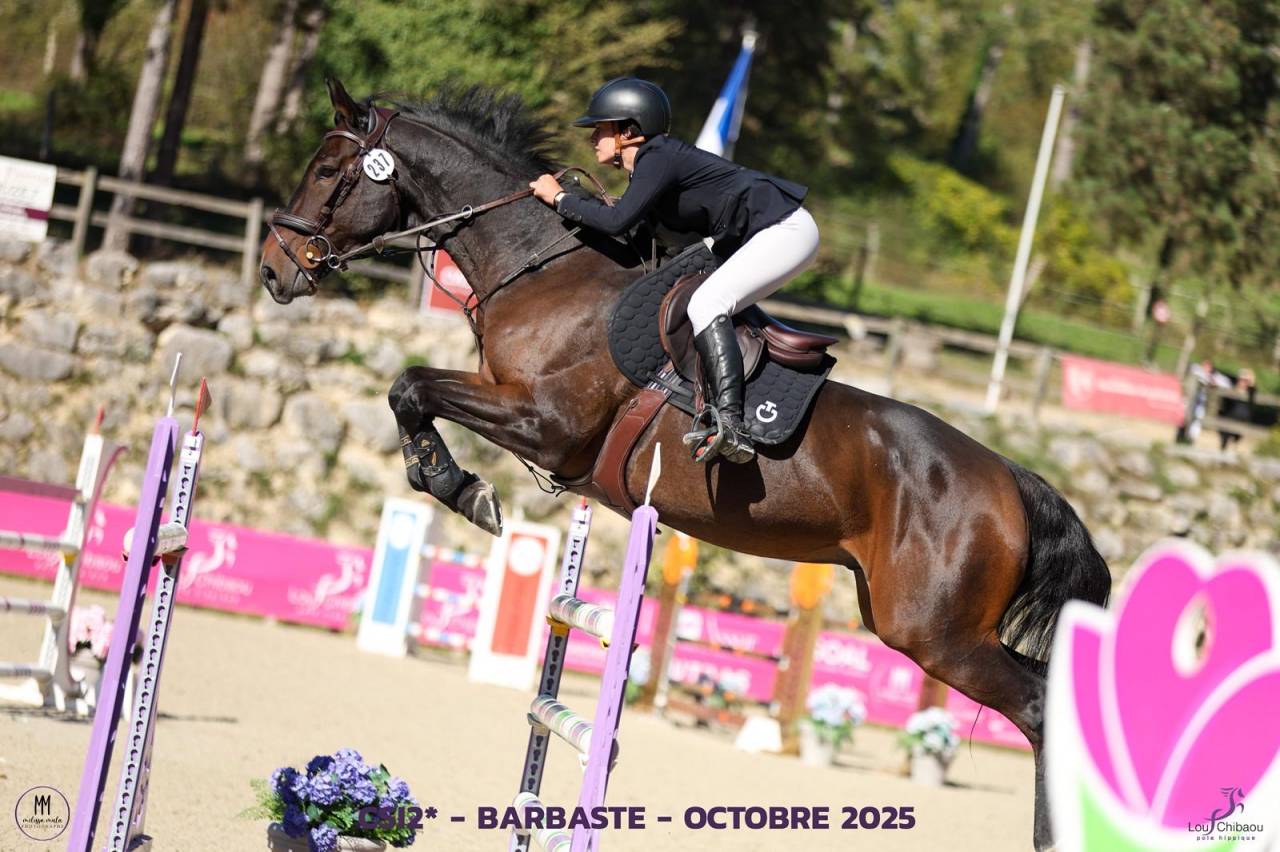 Caballo castrado Zangersheide En venta 2016 Bayo moreno