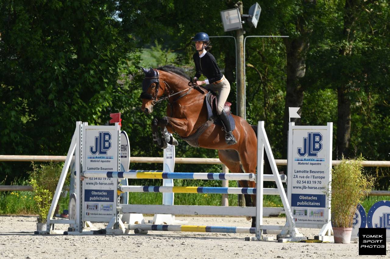 Caballo castrado Silla Francés En venta 2020 Bayo