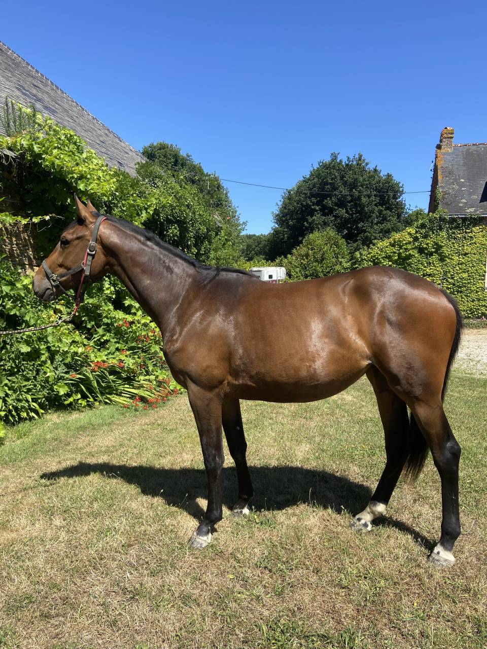 Potranca Silla Francés En venta 2023 Bayo por CASALLO Z ZANGERSHEIDE