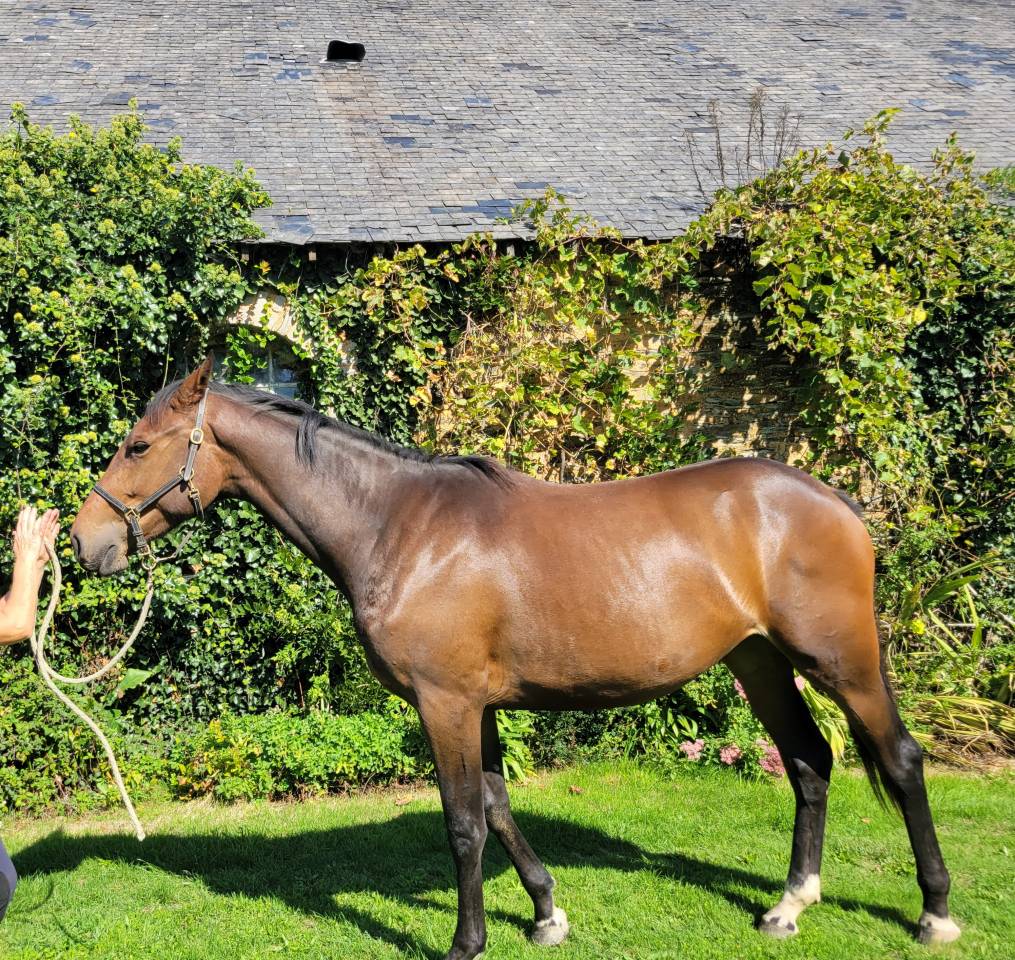 Potranca Silla Francés En venta 2023 Bayo por CASALLO Z ZANGERSHEIDE