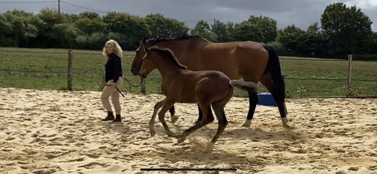 Potranca Silla Francés En venta 2023 Bayo por CASALLO Z ZANGERSHEIDE