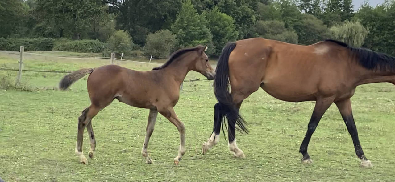 Potranca Silla Francés En venta 2023 Bayo por CASALLO Z ZANGERSHEIDE