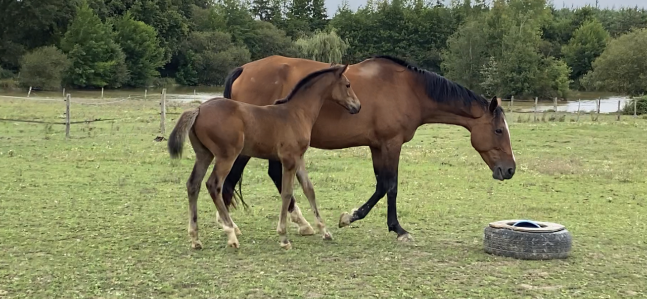 Potranca Silla Francés En venta 2023 Bayo por CASALLO Z ZANGERSHEIDE