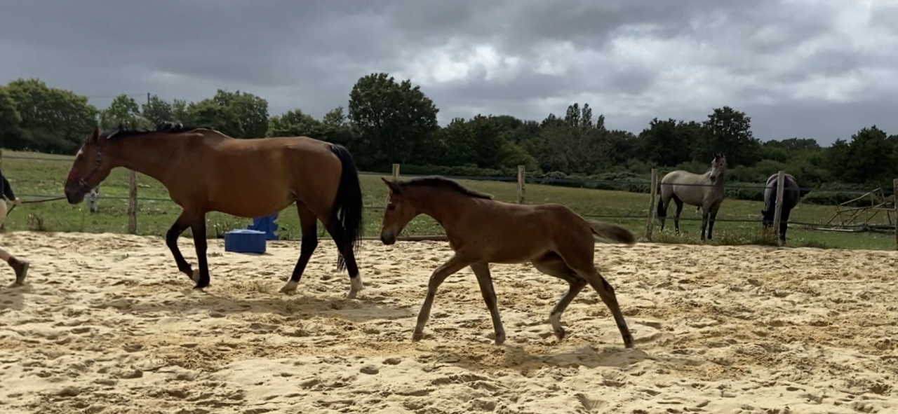 Potranca Silla Francés En venta 2023 Bayo por CASALLO Z ZANGERSHEIDE