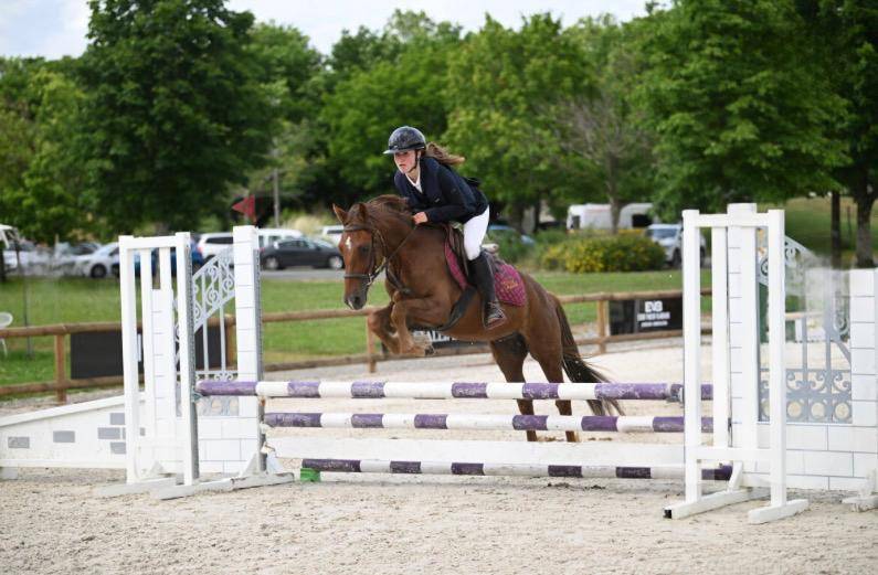 Caballo castrado New Forest En venta 2021 Alazán por Birkilds Balboa