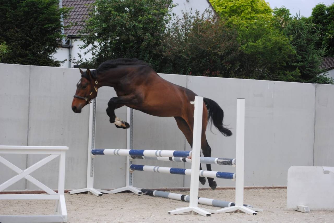 Caballo castrado Zangersheide En venta 2023 Bayo por QUABRI DE L'ISLE