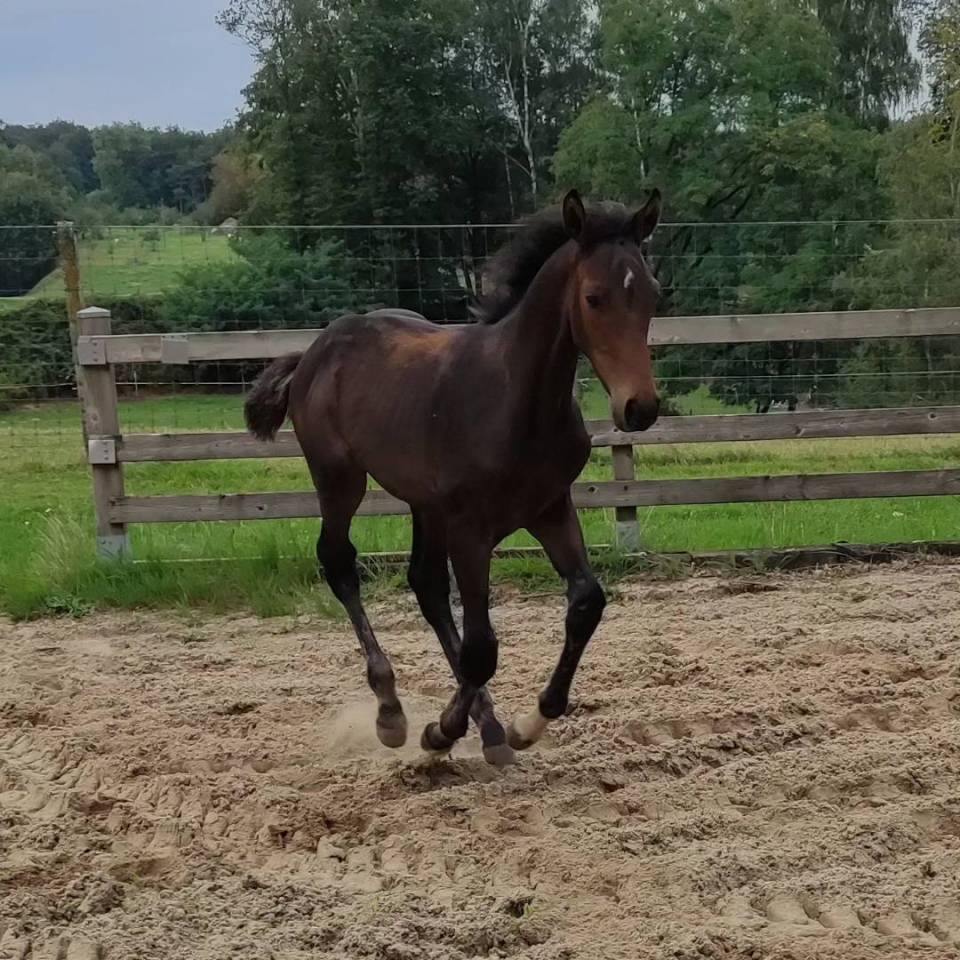 Caballo castrado Zangersheide En venta 2023 Bayo por QUABRI DE L'ISLE