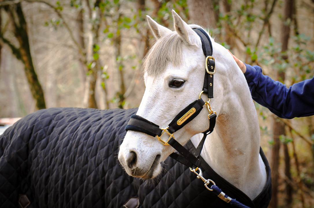 Caballo castrado Connemara En venta 2012 Tordo por DON JUAN V'hn