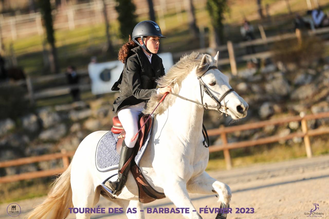 Caballo castrado Connemara En venta 2012 Tordo por DON JUAN V'hn