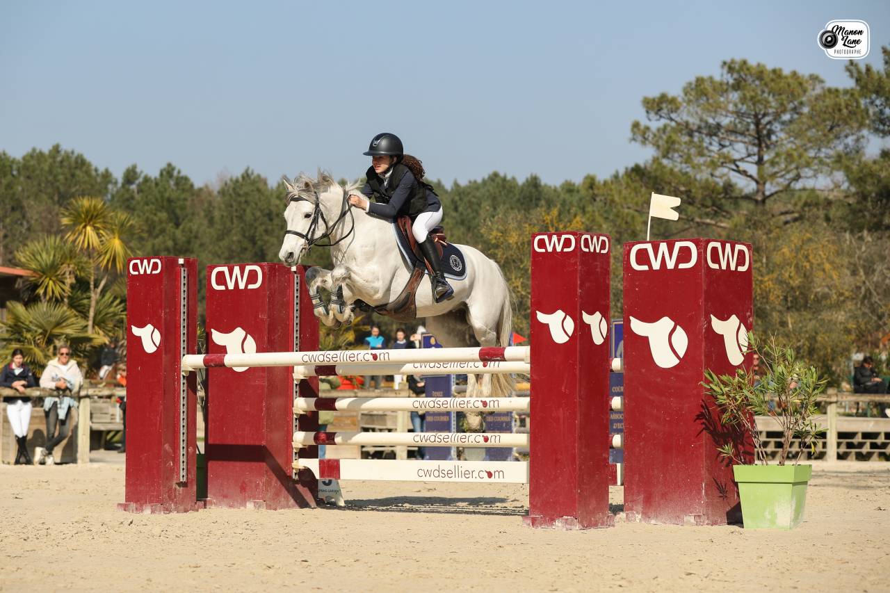 Caballo castrado Connemara En venta 2012 Tordo por DON JUAN V'hn