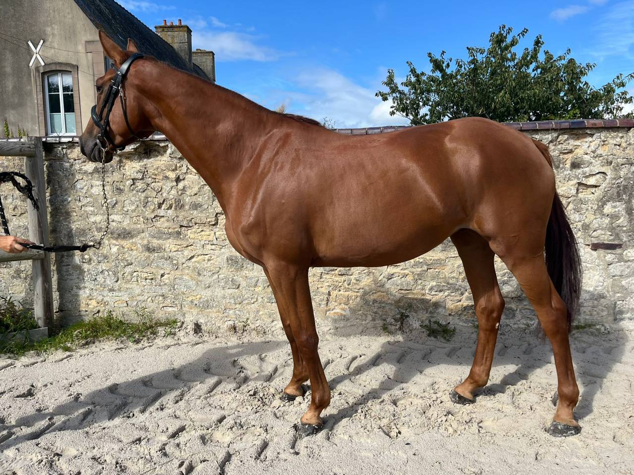 Yegua Silla Francés En venta 2021 Alazán por CANDY DE NANTUEL