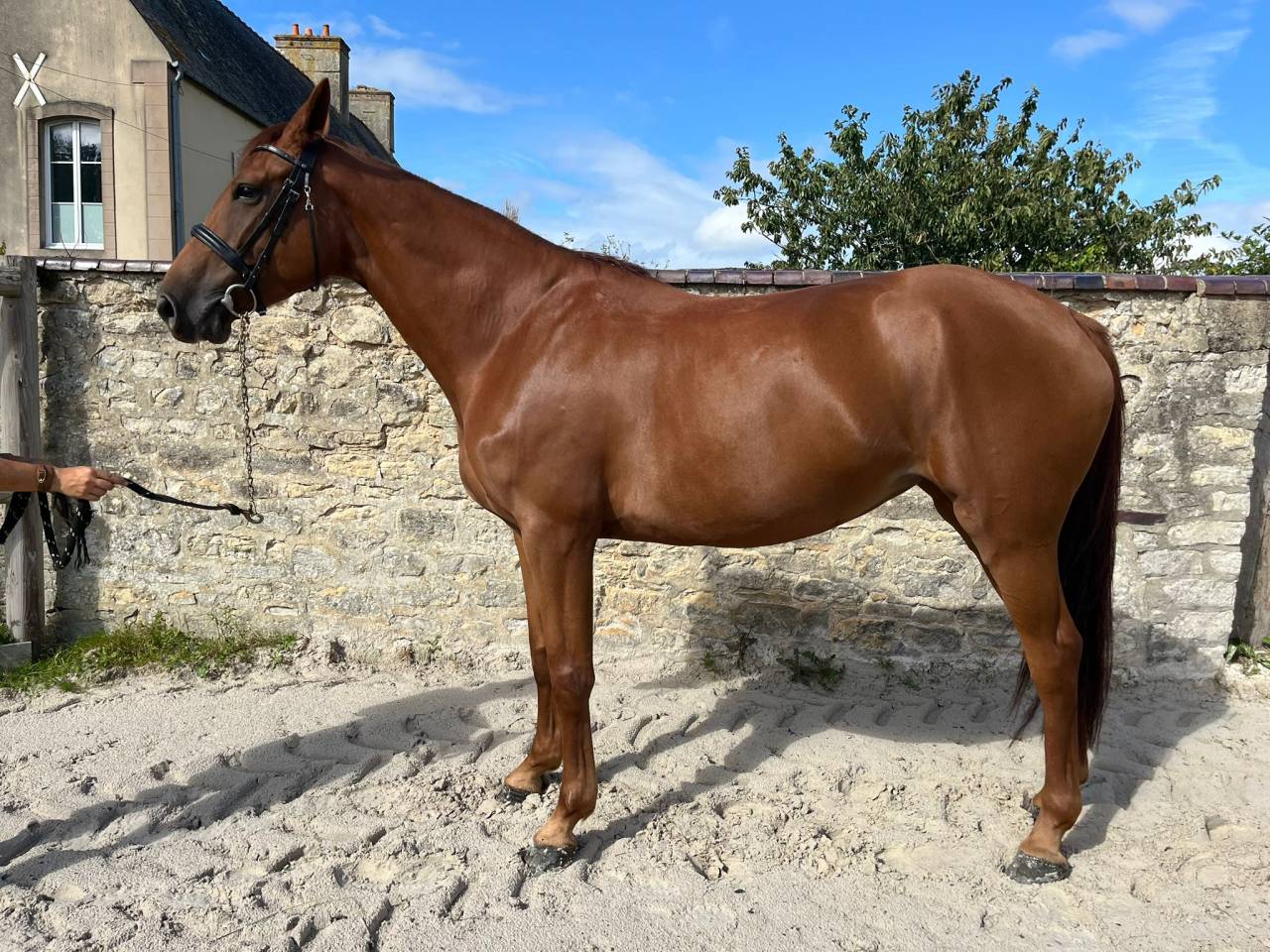 Yegua Silla Francés En venta 2021 Alazán por CANDY DE NANTUEL