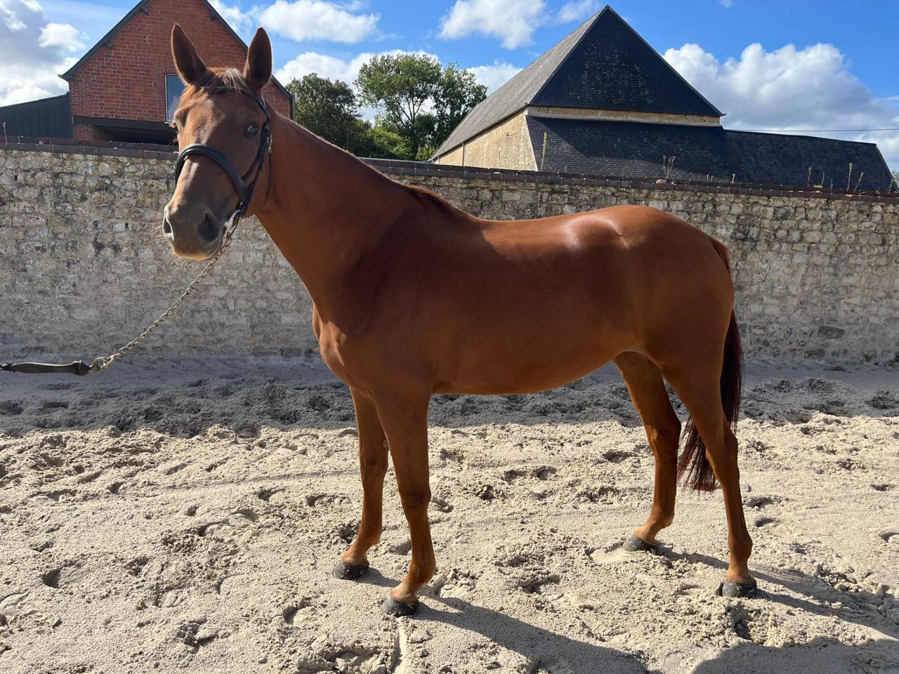 Yegua Silla Francés En venta 2021 Alazán por CANDY DE NANTUEL