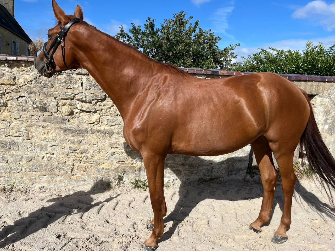 Yegua Silla Francés En venta 2021 Alazán por CANDY DE NANTUEL