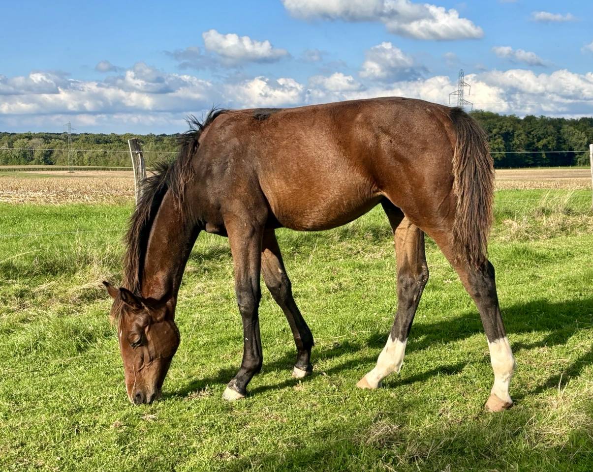 Potro Silla Francés En venta 2025 Bayo por Dollar du Rouet