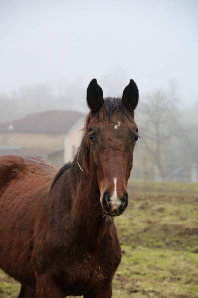 Potro Silla Franc&eacute;s En venta 2025 Bayo por Dollar du Rouet