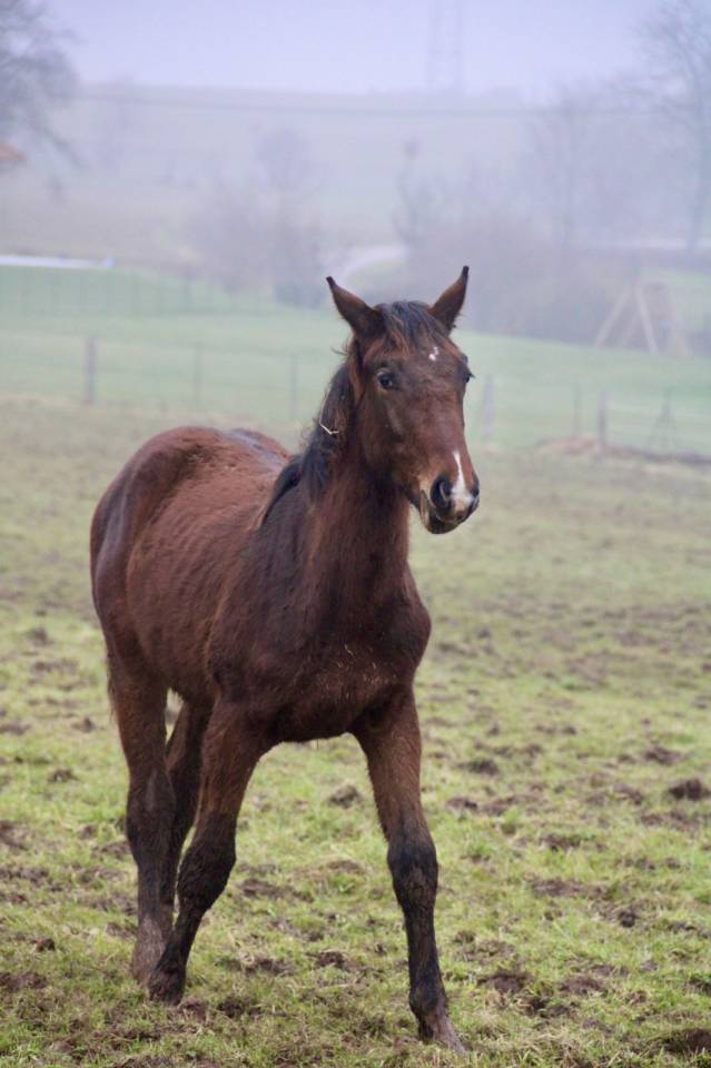 Potro Silla Franc&eacute;s En venta 2025 Bayo por Dollar du Rouet