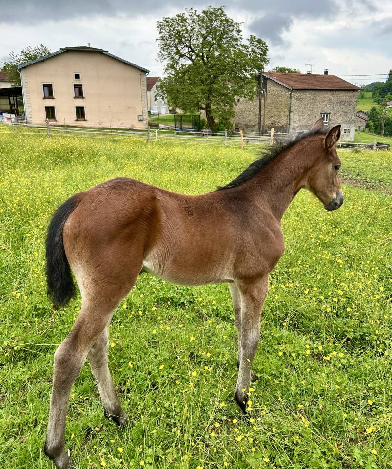 Potranca Silla Francés En venta 2025 Bayo por Stakkatol