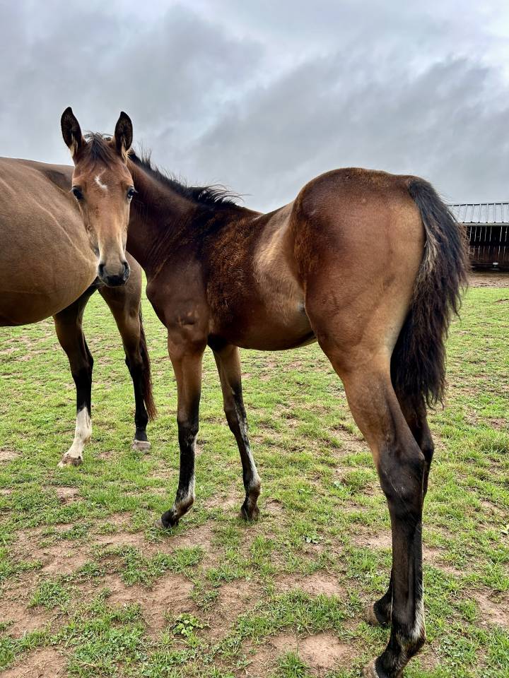 Potranca Silla Francés En venta 2025 Bayo por Stakkatol