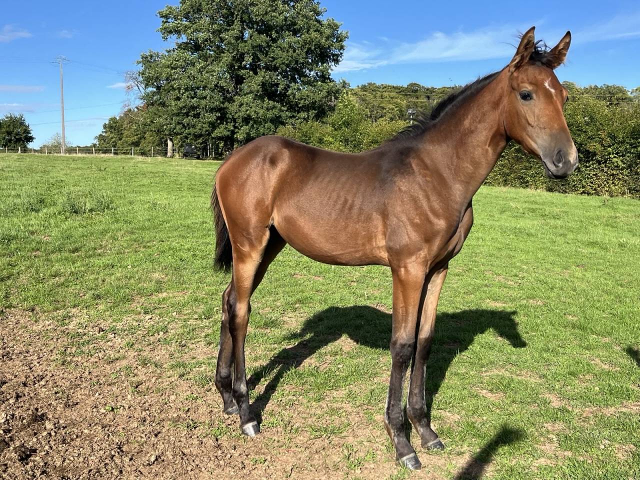 Potranca Silla Francés En venta 2025 Bayo por Stakkatol