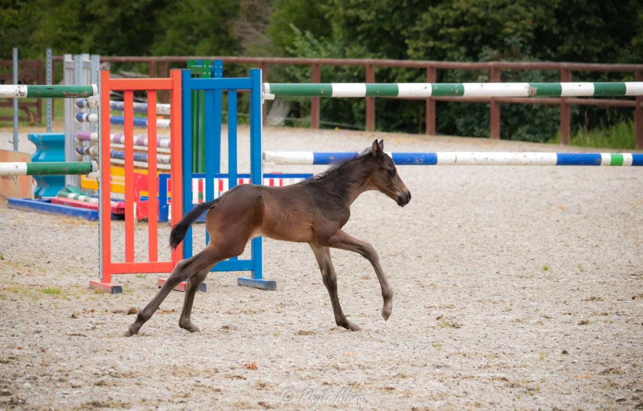 Potro Zangersheide En venta 2025 Negro por Jaguar d'hébène