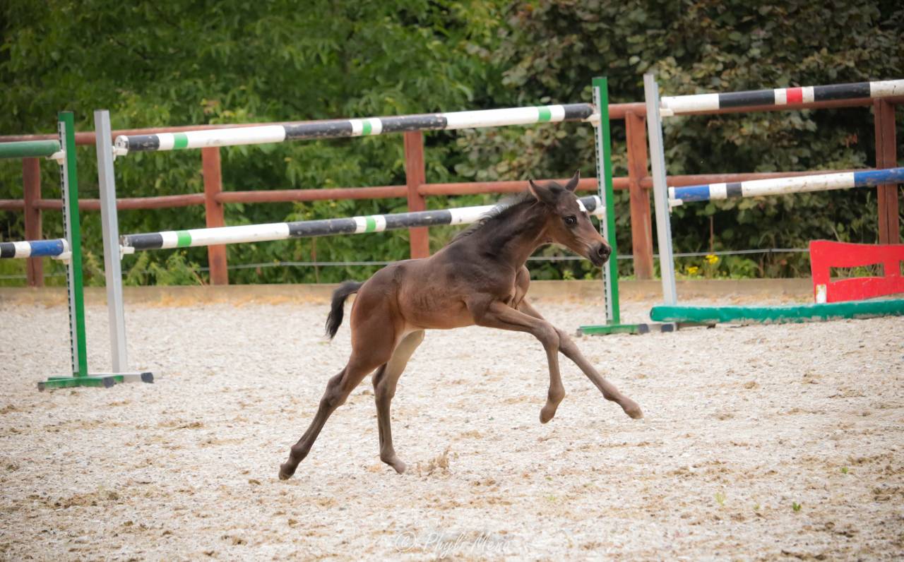 Potro Zangersheide En venta 2025 Negro por Jaguar d'hébène