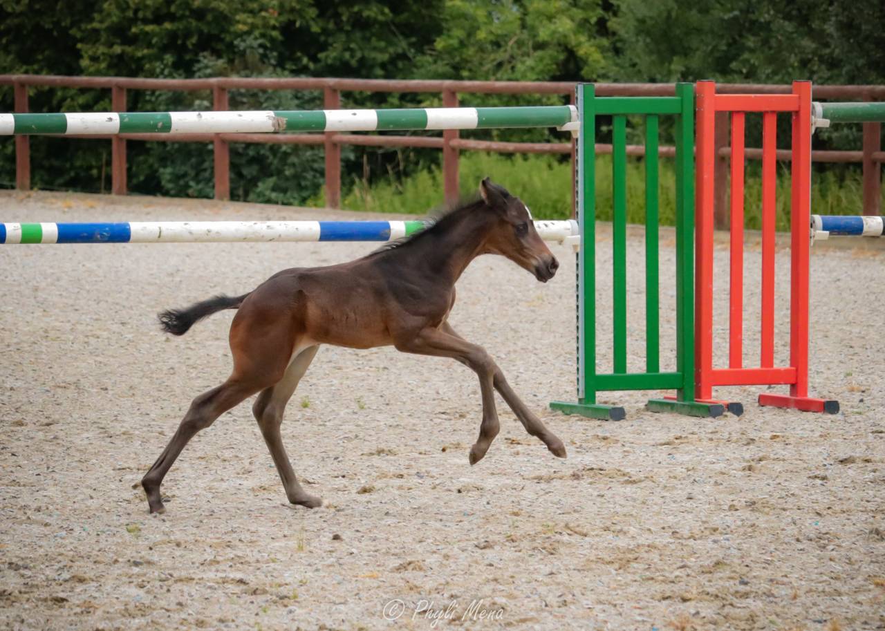 Potro Zangersheide En venta 2025 Negro por Jaguar d'hébène