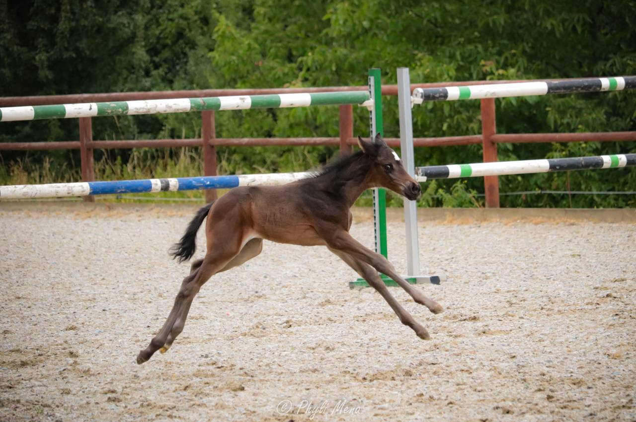 Potro Zangersheide En venta 2025 Negro por Jaguar d'hébène