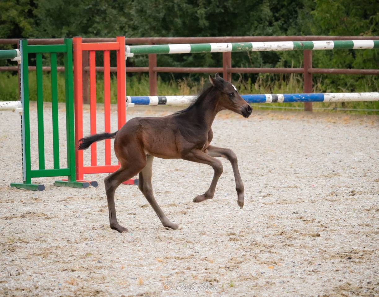 Potro Zangersheide En venta 2025 Negro por Jaguar d'hébène